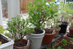 Greenhouse pelargoniums