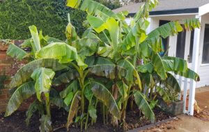 Protecting bananas for winter