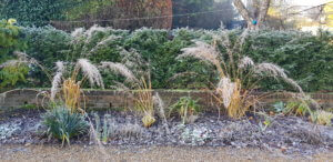 Molinia caerulea 'Transparent'