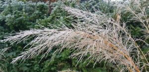 Molinia caerulea 'Transparent' Molinia caerulea 'Transparent'