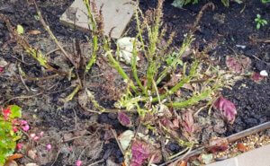Coleus after first frost