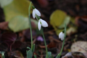Galanthus elwesii 'Hollis' Galanthus elwesii 'Hollis'