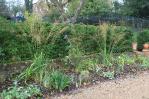 Herbaceous border in autumn