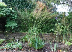 Molinia caerulea subs arundinacea 'Transparent'