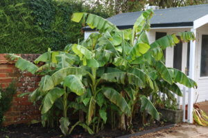 Banana musa basjoo Banana musa basjoo