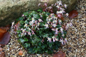 Saxifraga fortunei Saxifraga fortunei