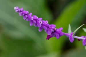 Salvia leucantha Purple Velvet