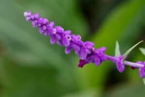 Salvia leucantha Purple Velvet Salvia leucantha Purple Velvet
