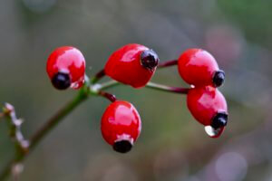 rosehips rosehips