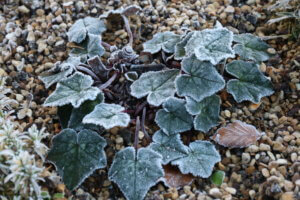 cyclamen hederifolium ssp crassifoilum cyclamen hederifolium ssp crassifoilum