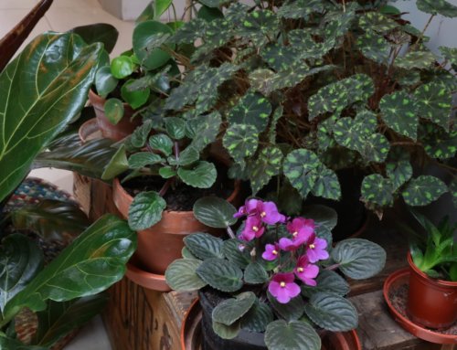 High impact houseplants