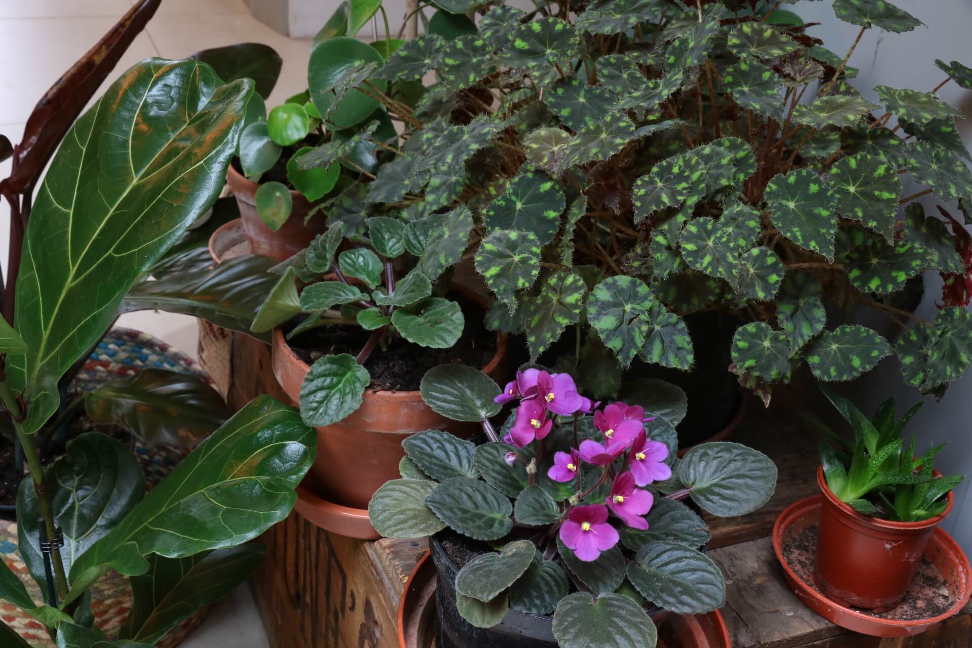 houseplants for impact