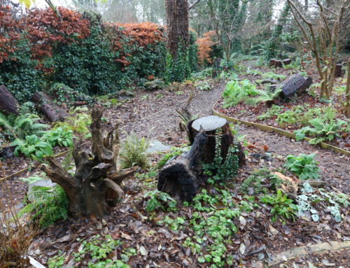 Planting new shrubs in winter