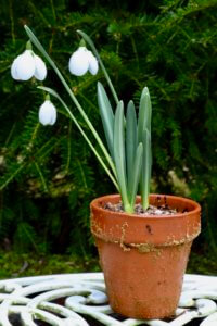 galanthus three ships