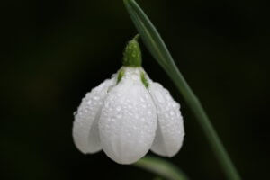 galanthus three ships
