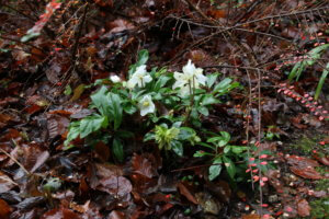 Christmas Rose - Helleborus Niger