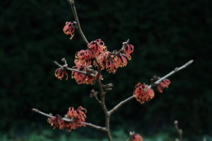 Hamamelis x intermedia 'Jelena'