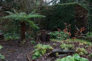 Tree fern - Dicksonia antarctica