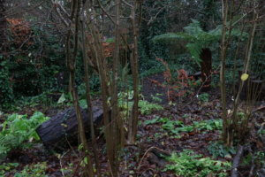 Tree fern in woodland garden