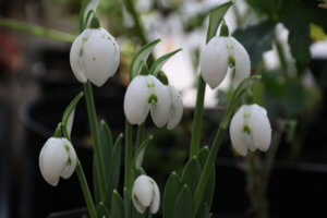 Galanthus ailwyn