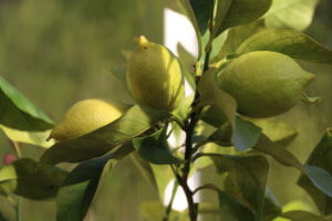 Greenhouse lemon Greenhouse lemon