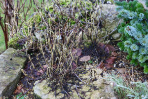 Lampranthus winter damage