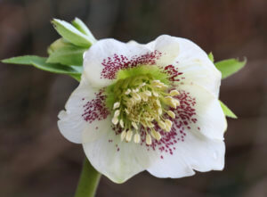 Hellebore flower Hellebore flower