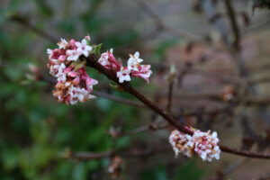 Viburnum bodnantense Viburnum bodnantense