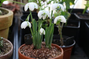 Galanthus ailwyn