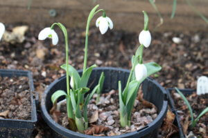 Snowdrop 'Ailwyn' growing in aquatic basket sunk into soil. Snowdrop 'Ailwyn' growing in aquatic basket sunk into soil.