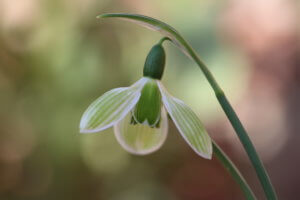 Galanthus Rosemary Burnham Galanthus Rosemary Burnham