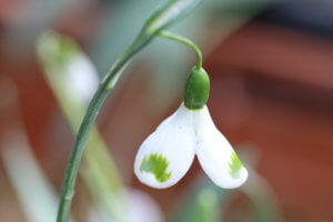 Galanthus 'Trymmings' Galanthus 'Trymmings'