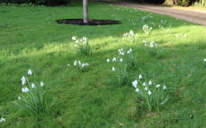 galanthus elwesii growing in grass galanthus elwesii growing in grass