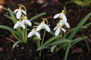 Galanthus Spindlestone Surprise 