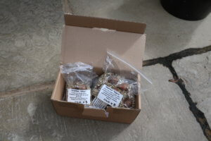 Dormant snowdrops - collectors' varieties Dormant snowdrops - collectors' varieties