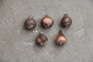 Dormant snowdrops - collectors' varieties Dormant snowdrops - collectors' varieties