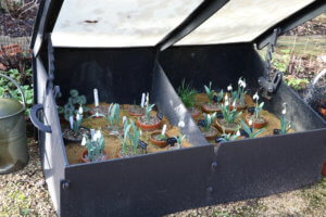 Snowdrops in a cold frame sand plunge. Snowdrops in a cold frame sand plunge.