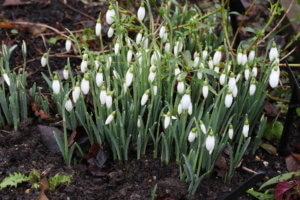 Galanthus Tubby Merlin galanthus tubby merlin