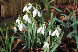 Galanthus 'Sprite'