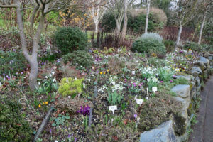 Collector's snowdrops in a raised bed