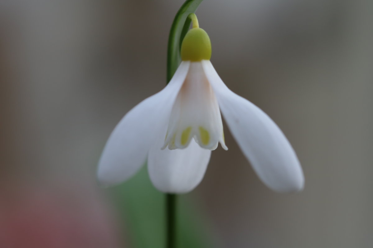 jaase snowdrop