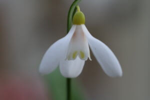 Galanthus worowonii Elizabeth Harrison Galanthus worowonii Elizabeth Harrison