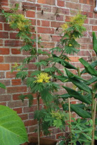 Acacia dealbata