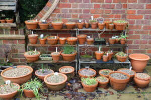 Bulbs in pots Bulbs in pots
