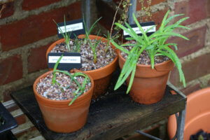 Bulbs in pots