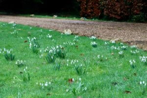 Snowdrop in grass Snowdrops in grass