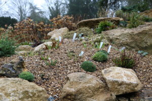 Rock garden bulbs Rock garden bulbs