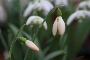 Galanthus Anglesey Orange Tip Galanthus Anglesey Orange Tip
