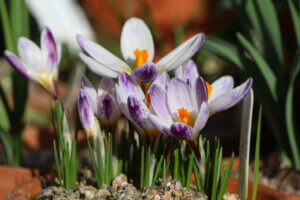 Crocus sieberi 'Ronald Ginns'