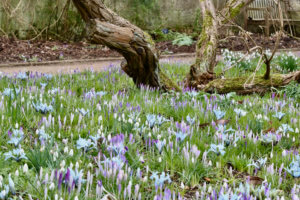 Snowdrops, crocus and iris reticulata at oxford botanic garden